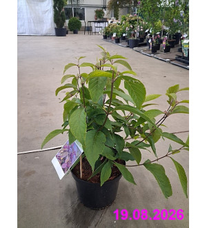 Callicarpa bodinieri 'Profusion' C 2,5 L